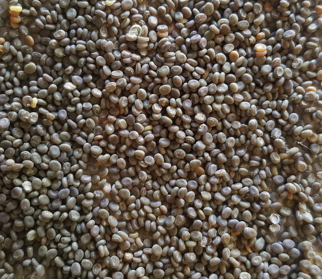 Bulk Silkworm Eggs