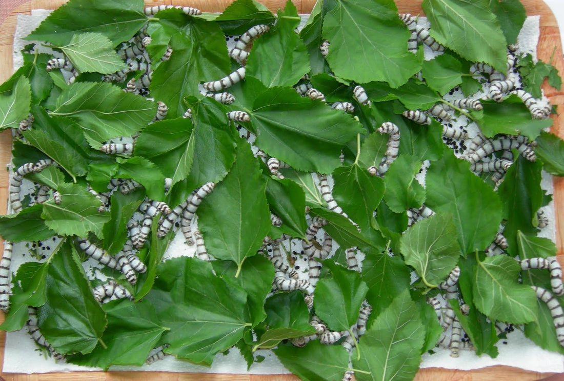 Live Silkworms