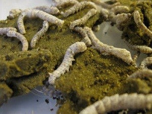 worms eating