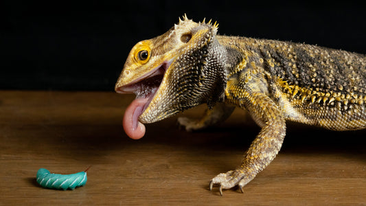 Bearded,Dragon,Eating,A,Hornworm