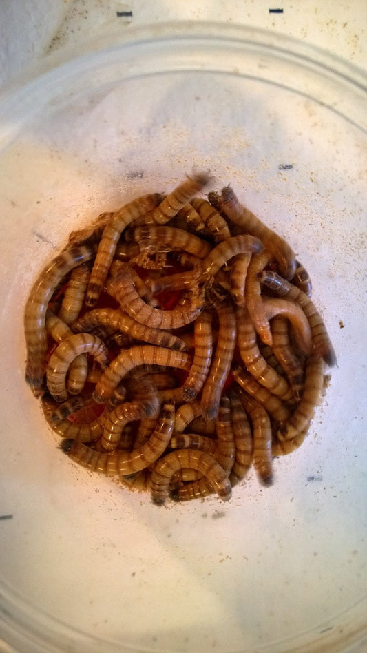 superworms