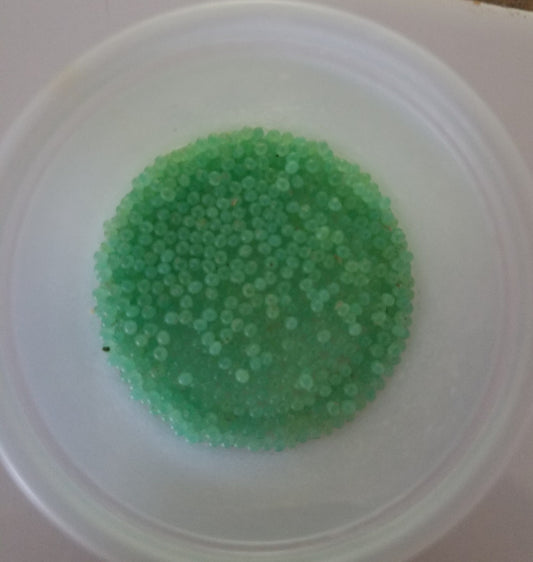 Hornworm Eggs