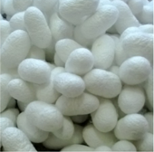 Silkworm Cocoons