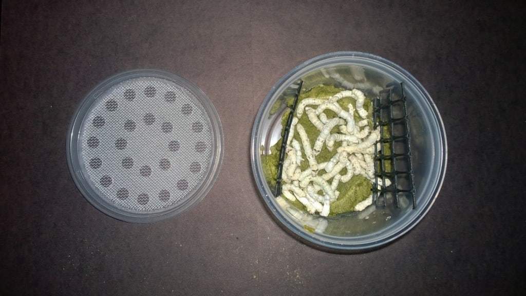 worms eating food