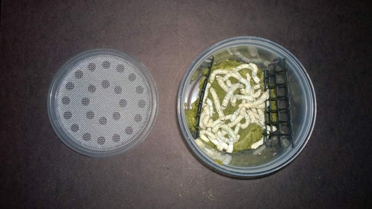 worms eating food