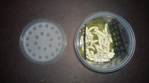 Large Silkworms for Feeder Insects